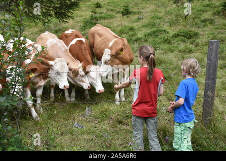 Zwei Kinder von hinten versuchen, eine Kuhherde auf der Weide zu füttern. Stockfoto