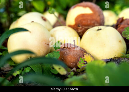 Nachdem sie vom Baum, diese Äpfel liegen Verrotten auf dem Boden überdauern. Stockfoto