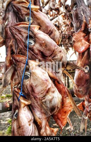 Fischköpfe trocknen außerhalb in Island. Getrockneter Fisch (Harðfiskur) ist eine isländische Delikatesse und hat eine Heftklammer in der Küche von Island seit Jahrhunderten. Stockfoto