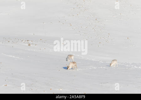 Drei wilde Svalbard Rentier Rangifer tarandus platyrhynchus, auf der Suche nach Nahrung im Schnee am Tundra in Spitzbergen, Norwegen. Stockfoto