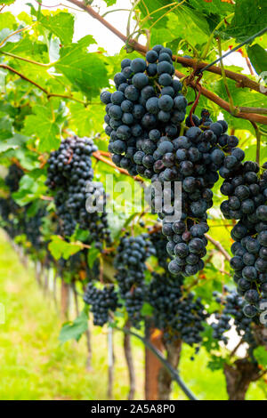 Blumensträuße lila Trauben wachsen in Obstgärten in der Region Trentino in Norditalien Stockfoto