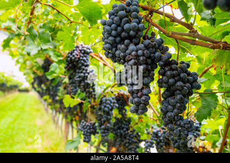 Blumensträuße lila Trauben wachsen in Obstgärten in der Region Trentino in Norditalien Stockfoto