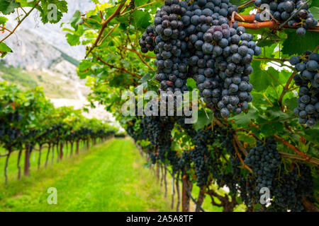 Blumensträuße lila Trauben wachsen in Obstgärten in der Region Trentino in Norditalien Stockfoto