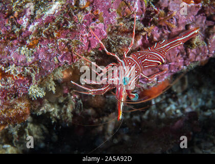 Kamel Scharnier - Schnabel Garnelen oder Shrimps (Rhynchocinetes durbanensis Tanzen) auf das Riff. Das transparente Gehäuse mit roten und weißen Linien. Stockfoto