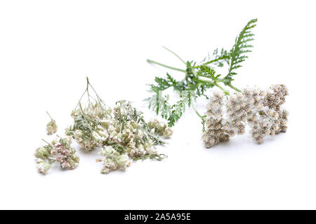 Schafgarbe (Achillea millefolium) getrocknete und frische Stockfoto