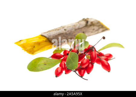 Berberitze (Berberis vulgaris) Beeren, Blätter und Holz auf weißem Hintergrund Stockfoto