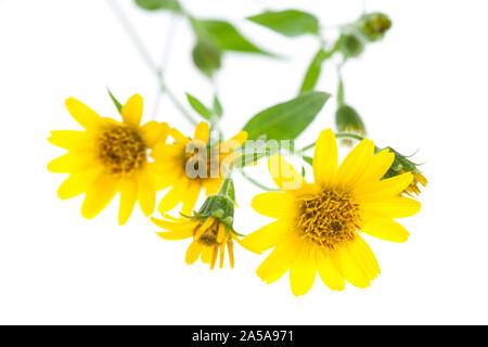 Heilende Pflanzen: Arnika (Arnica montana) isoliert liegen auf weißem Hintergrund Stockfoto