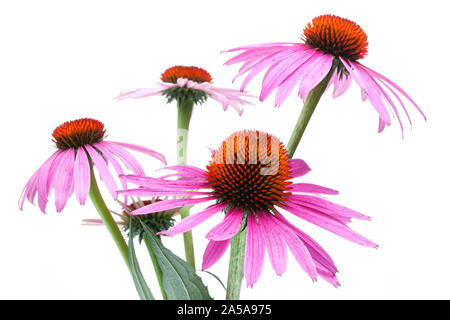 Heilende Pflanzen: Coneflower (Echinacea purpurea) auf weißem Hintergrund Stockfoto