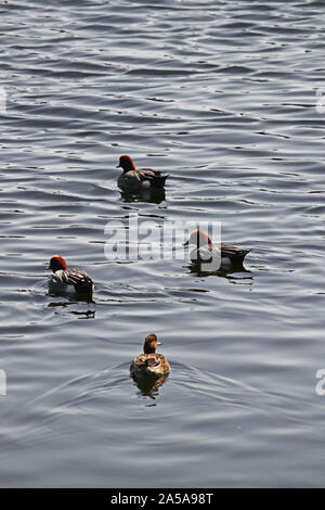 Ente Familie schwimmt auf der Oberfläche des Flusses Stockfoto