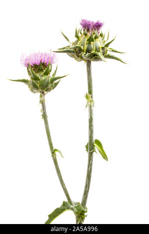 Mariendistel (Silybum marianum) Blumen und Stiele Stockfoto