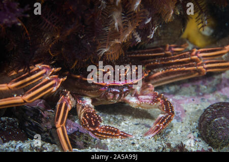 Cape rock Crab (Plagusia chabrus) versteckt sich unter einem Felsvorsprung. Stockfoto