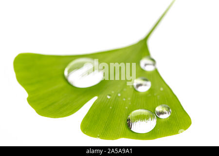 Wassertropfen auf einem einzigen Blatt ginko (Ginko Bilboa) Stockfoto