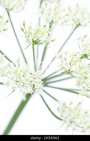 Wies scharfkraut (Heracleum sphondylium) Blüte sehr nah Stockfoto