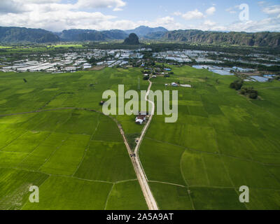 Reisfeld im Tal der Maros in der Nähe von Rammang rammang im Süden von Sulawesi, Indonesien. Stockfoto