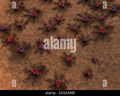 Pilz wachsen, das Wachstum der Pilze, Viren und Bakterien, Myzel unter Mikroskop, Gruppe von Pilzen, Kolonie von Pilz Stockfoto