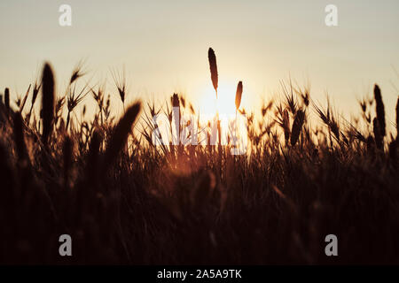 Sommer Gräser mit samenköpfe Gegenlicht der Sonne - Flora Natur Hintergrund Stockfoto