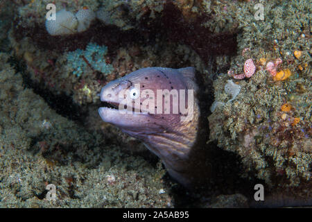 Geometrische moray oder Grauen Muränen (Gymnothorax griseus) Licht Farbe Körper mit schwarzen Flecken auf seinem Gesicht, klemmt es auf dem Riff. Stockfoto