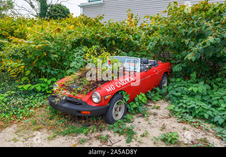 Verfallene vintage MG Auto mit Pflanzen aus dem Motor am Strand ein Strand art Gallery in Provincetown (P-Town), Cape Cod, MA, USA Stockfoto