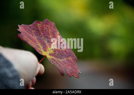 Eine menschliche Hand am Schaft eines roten Herbst Blatt, während der Wald sichtbar ist in einem verschwommenen Weg hinter sich. Stockfoto