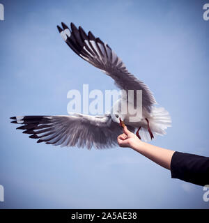 Closeup Bild einer Person Fütterung eine schöne Feder Möwe mit blauer Himmel Stockfoto