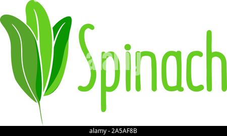 Spinat - grüne frische Blätter, Natur Bio-Kraut. Stock Vektor