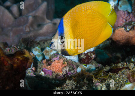 Whitespotted falterfische oder Kleins Falterfische (Chaetodon kleinii), gelb mit blauen Streifen im Gesicht. Stockfoto