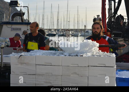 Boxen von fangfrischen Sardinen und Eis entladen von einem Fischtrawler, mit Fischern in ölzeug auf dem Boot im Hintergrund. Stockfoto