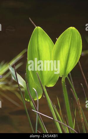 Selektiver vertikaler Schuss der Blätter der Polygonatum-Pflanze Stockfoto