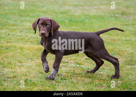 Deutsch Kurzhaar Pointer Welpen stehend Stockfoto