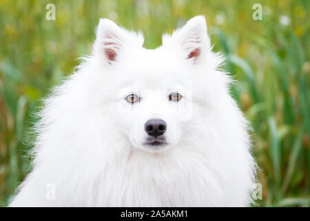 Japan Spitz Hund (Nihon Supittsu) portrait Stockfoto