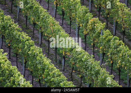 Herbst im Weinberg Stockfoto