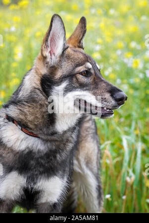 Sandros Leisha Wolfsschäferhund, ein Wolfshund Rasse Stockfoto