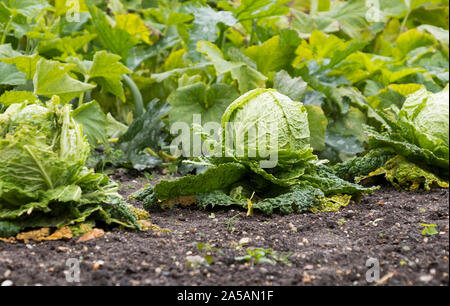 Kohlpflanzen wachsen in einem Gemüsebeet Stockfoto