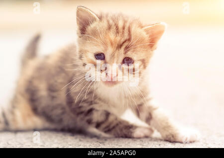 Süße traurige kleine Katze cub Stockfoto