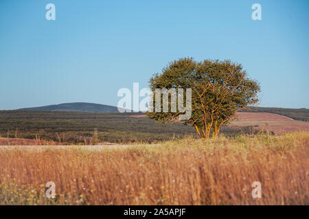 Ein Baum steht im Bereich Landschaft Stockfoto