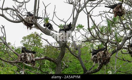 Weite Einstellung auf weißen, Schneebedeckten noddy Seeschwalben nesting Heron Island Stockfoto