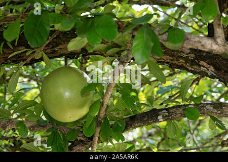 Früchte der Bengalische Quitte Baum oder Bael (Aegle marmelos), Heilpflanzen, Luang Prabang, Laos Stockfoto