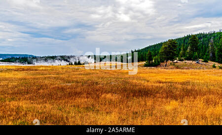 Golden grasartige Felder mit Hügel im grünen Wald bei bewölktem Himmel bedeckt. Stockfoto