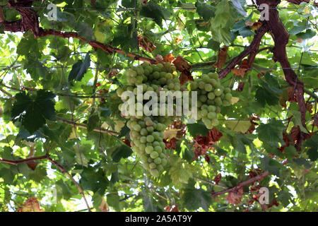 Grüne Trauben hängen von Weinreben mit viel Laub. An einem sonnigen Sommertag in Zypern fotografiert. Low Angle View. Gesund und lecker! Stockfoto