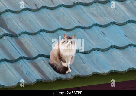 Horizontale Aufnahme einer schönen grau-weißen flauschigen britischen Langhaar Katze auf einem blauen Dach sitzen. Stockfoto