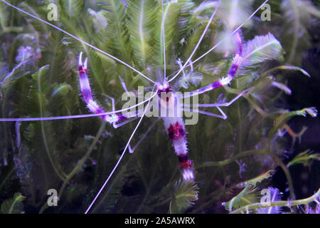 Gebänderte Koralle oder putzergarnelen auf dem Meeresgrund kriechen die Algen. Ansicht von oben. Rot-weiß gestreifte Unterwasser Einwohner. Meer und Ozean leben. Tauchen Stockfoto