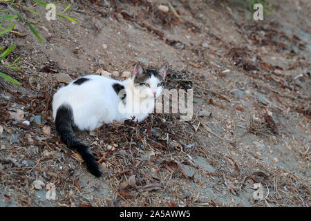 Wild erwachsene Katze leben in Zypern. Süß, weich und pelzigen weißen und schwarzen Katze. Diese Katze ist auf dem Boden sieht etwas abgenutzt aus. Sand und Laub rund um Stockfoto