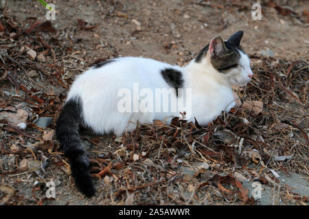 Wild erwachsene Katze leben in Zypern. Süß, weich und pelzigen weißen und schwarzen Katze. Diese Katze ist auf dem Boden sieht etwas abgenutzt aus. Sand und Laub rund um Stockfoto