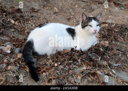 Wild erwachsene Katze leben in Zypern. Süß, weich und pelzigen weißen und schwarzen Katze. Diese Katze ist auf dem Boden sieht etwas abgenutzt aus. Sand und Laub rund um Stockfoto