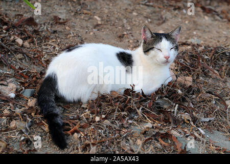 Wild erwachsene Katze leben in Zypern. Süß, weich und pelzigen weißen und schwarzen Katze. Diese Katze ist auf dem Boden sieht etwas abgenutzt aus. Sand und Laub rund um Stockfoto