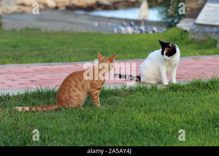 Wilde Katzen leben in Zypern. Süß, weich und haarige Katzen, eine orange gestreift und bunt. Diese Katzen sind die Gegend erkunden. Stockfoto