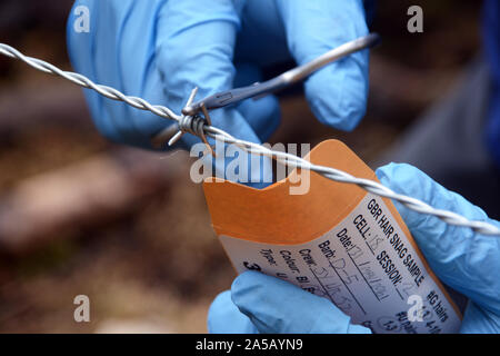 Ein Feld Forscher sammeln einer Haarprobe, die für eine wissenschaftliche DNA-Studie über Grizzly Bären im Great Bear Rainforest, in British Columbia, Kanada. Stockfoto