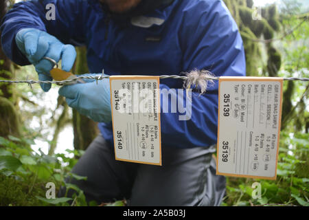 Ein Feld Forscher sammeln einer Haarprobe, die für eine wissenschaftliche DNA-Studie über Grizzly Bären im Great Bear Rainforest, in British Columbia, Kanada. Stockfoto