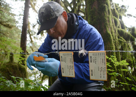 Ein Feld Forscher sammeln einer Haarprobe, die für eine wissenschaftliche DNA-Studie über Grizzly Bären im Great Bear Rainforest, in British Columbia, Kanada. Stockfoto