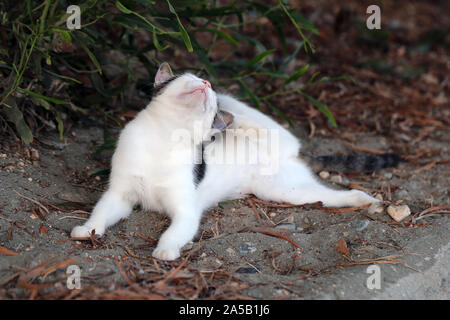 Wild erwachsene Katze leben in Zypern. Süß, weich und furry Katze in den Farben: Weiß, Schwarz und Braun. Diese Katze ist auf dem Boden kratzen den Kopf. Stockfoto